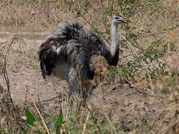 Nandoe (Rhea americana)